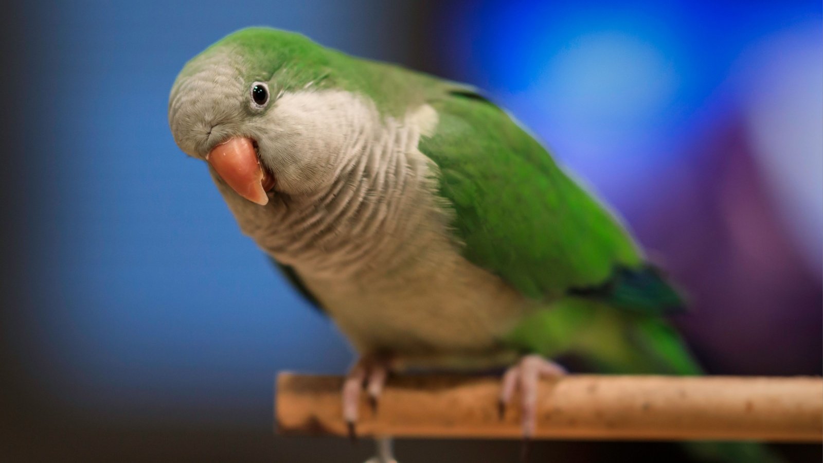 Quaker parrot on perch monk parakeet Kno1special Shutterstock Quaker parrot on perch monk parakeet Kno1special Shutterstock
