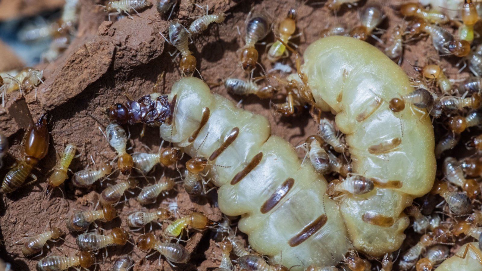 Queen termites bugs insects ssguy Shutterstock