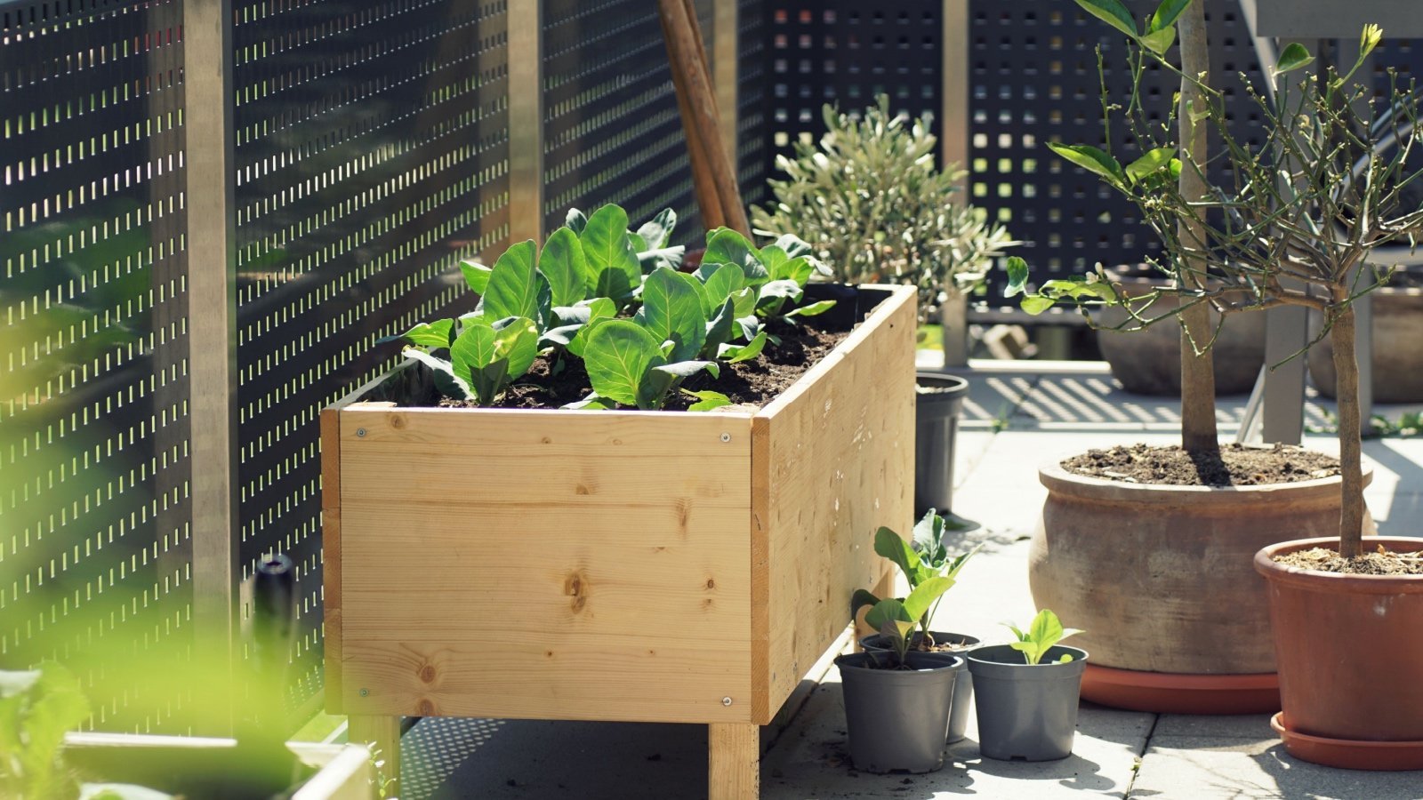 Rasied garden bed backyard landscape TG23 Shutterstock Rasied garden bed backyard landscape TG23 Shutterstock
