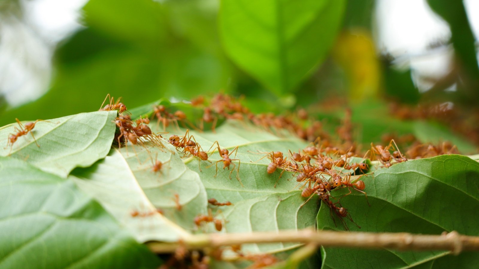 Red fire ants bugs insects sting Yuphayao Poohs Shutterstock