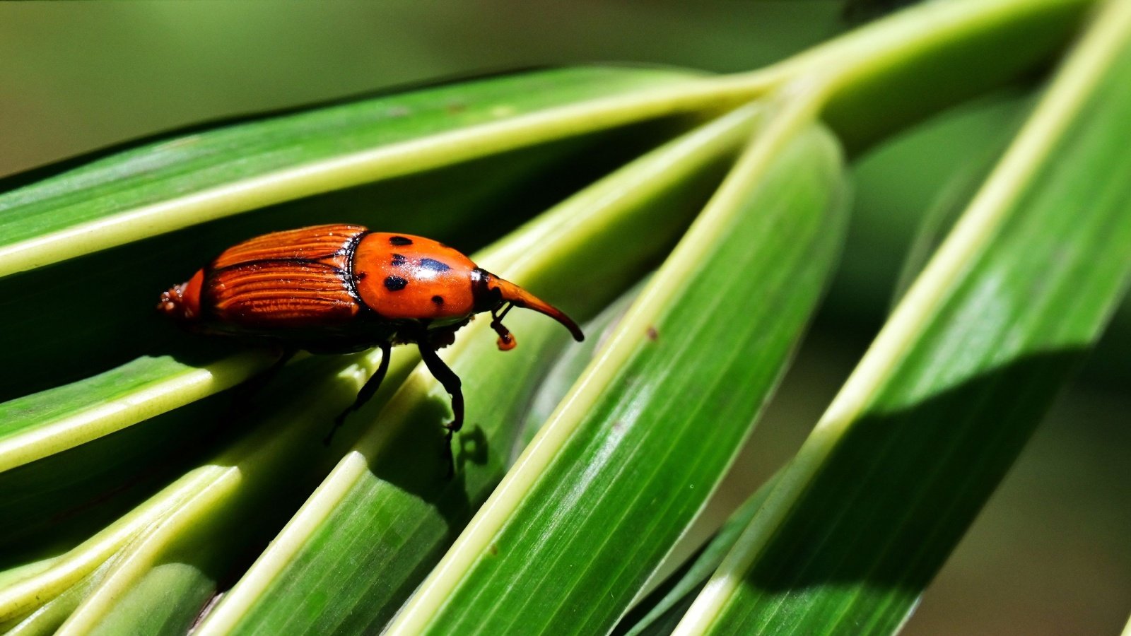 Red palm weevil bug insect leaf AjayTvm Shutterstock