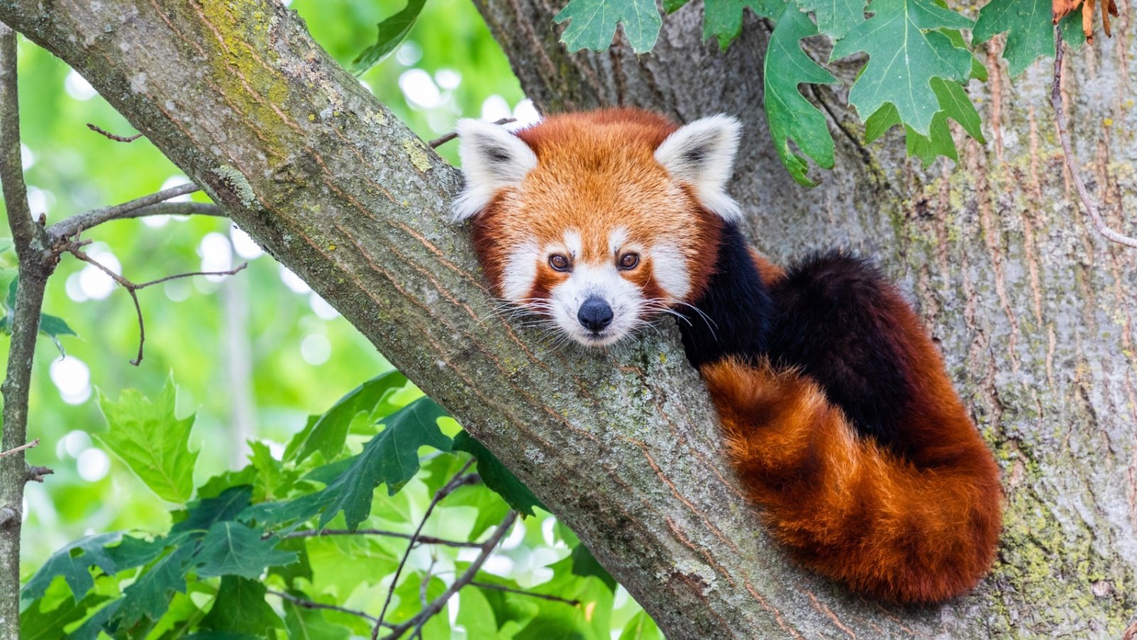 Red panda sitting in a tree lesser panda Paolo Gallo Shutterstock Red panda sitting in a tree lesser panda Paolo Gallo Shutterstock