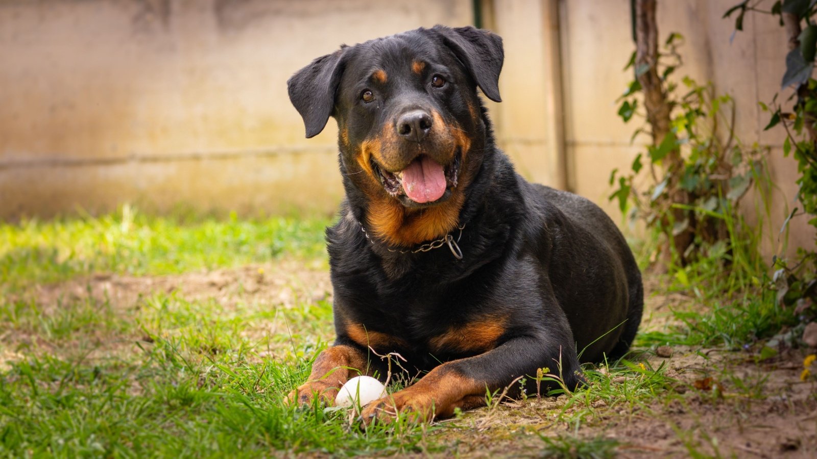 Rottweiler dog nicolas.fontana Shutterstock