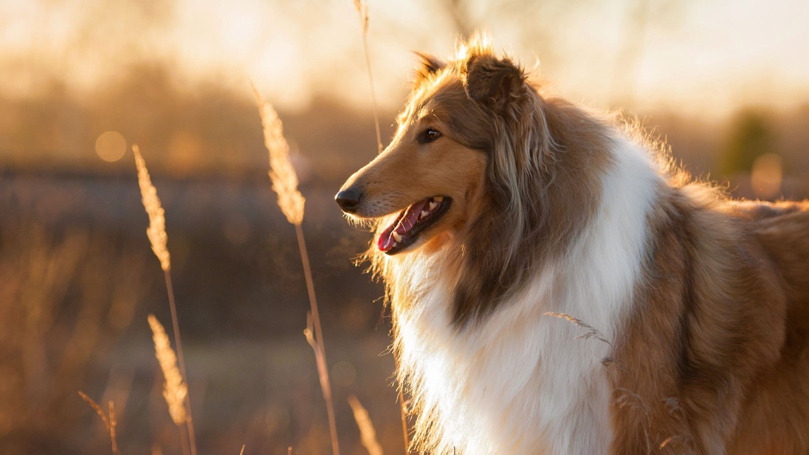 Rough Collie Dog Rita Kochmarjova Shutterstock