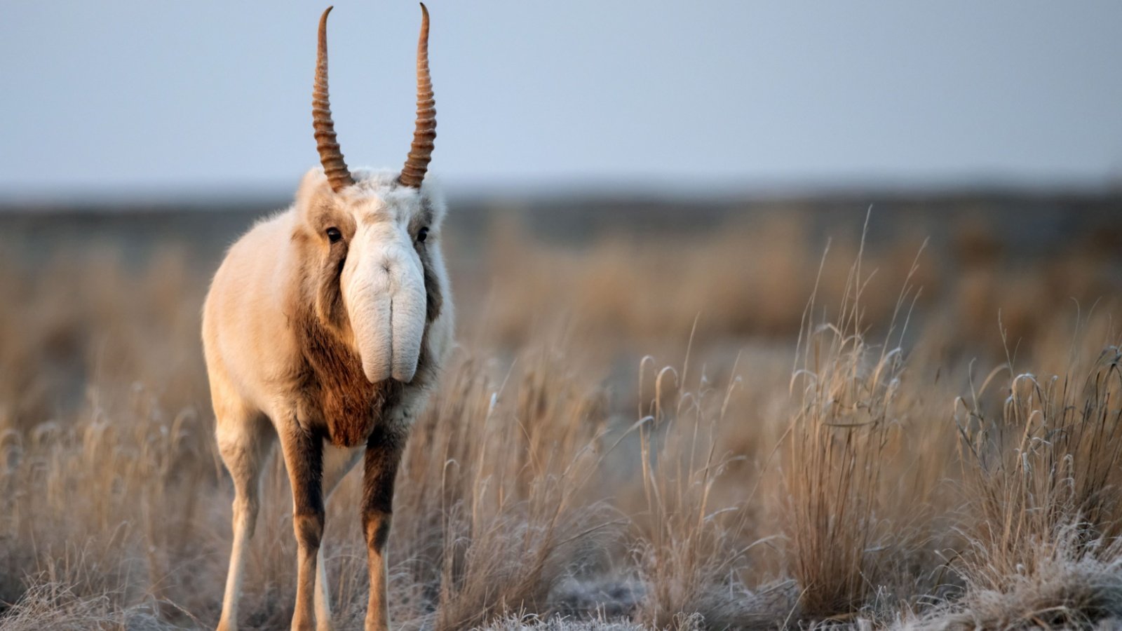 Saiga Antelope Yakov Oskanov Shutterstock Saiga Antelope Yakov Oskanov Shutterstock