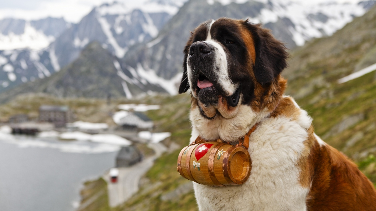 Saint Bernard Dog Swiss Alps fred12 Shutterstock