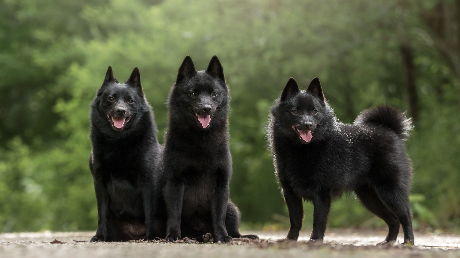 Schipperke dog Al Er Shutterstock