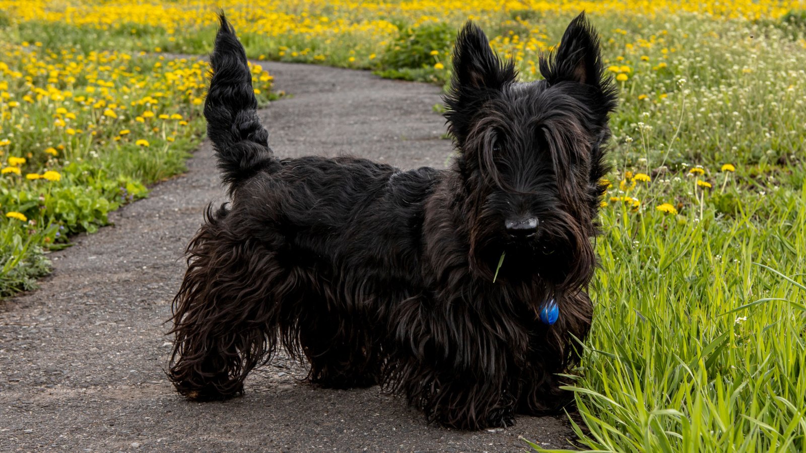 Scottish Terrier puppy dog Katerina Klio Shutterstock