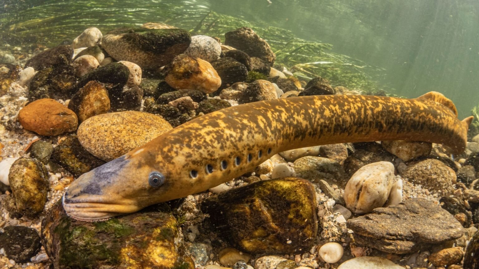 ‘Freaks of Nature’: 25 Most Bizarre and Unusual Animals on Earth