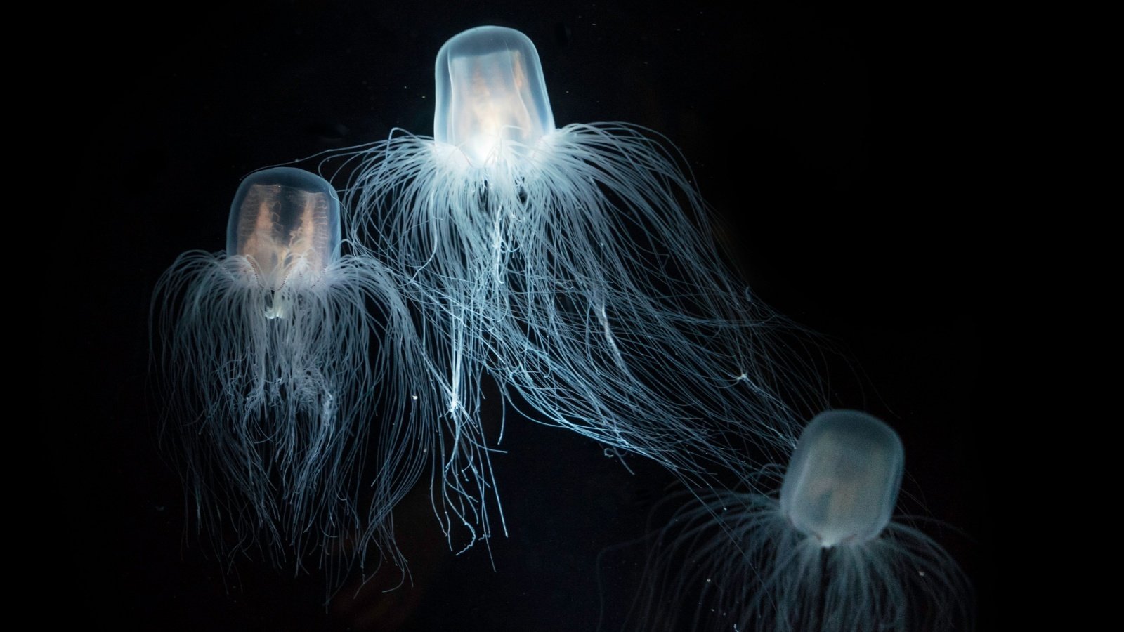 Sea Wasp Immortal Jellyfish Fon Duangkamon Shutterstock