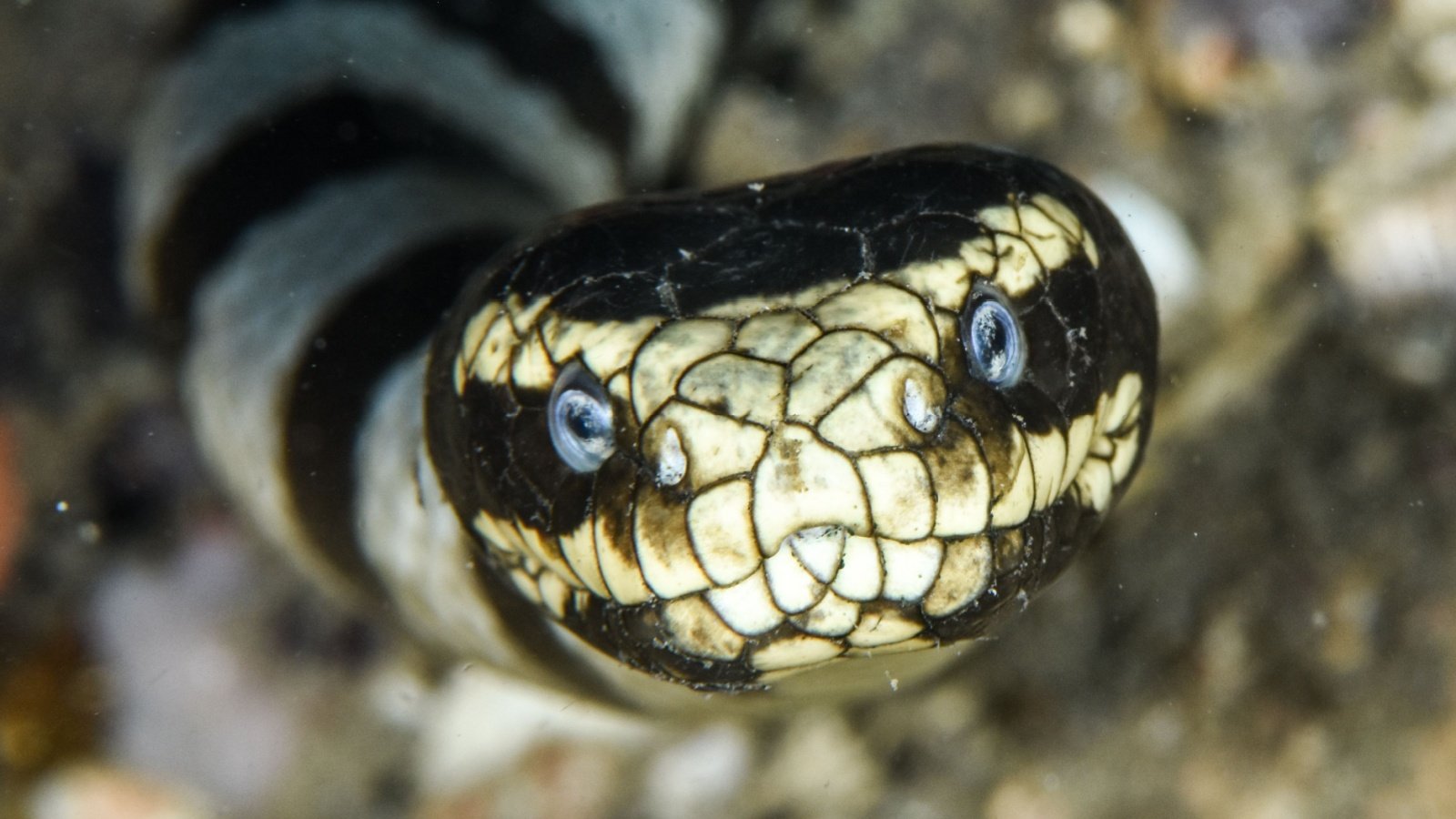 Sea snake portrait Jack Pokoj Shutterstock Sea snake portrait Jack Pokoj Shutterstock
