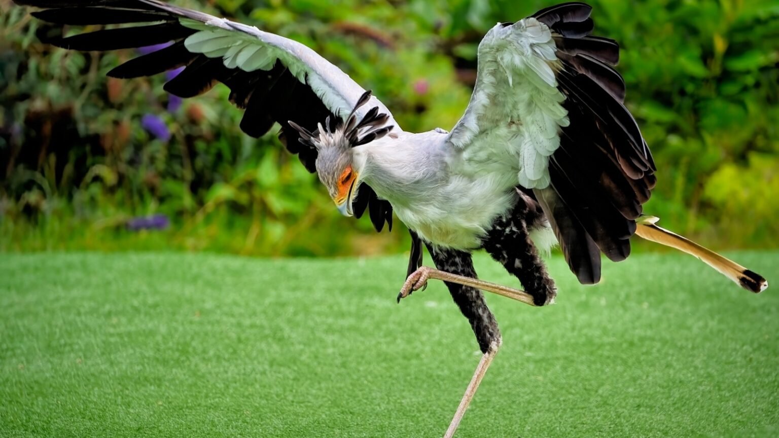 23 Most Threatening Predators Found In Africa