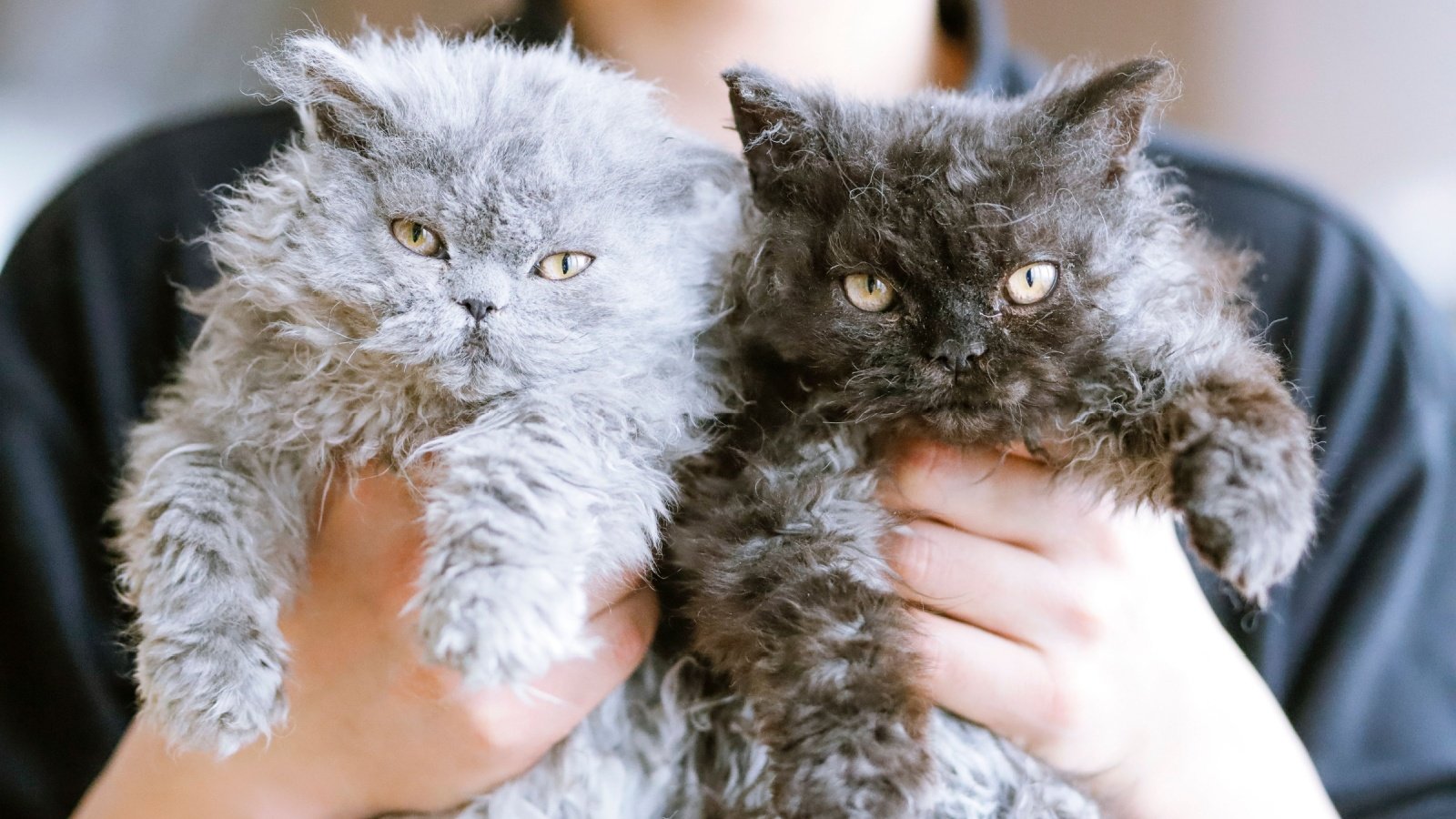 Selkirk Rex cats Jilin Su Shutterstock