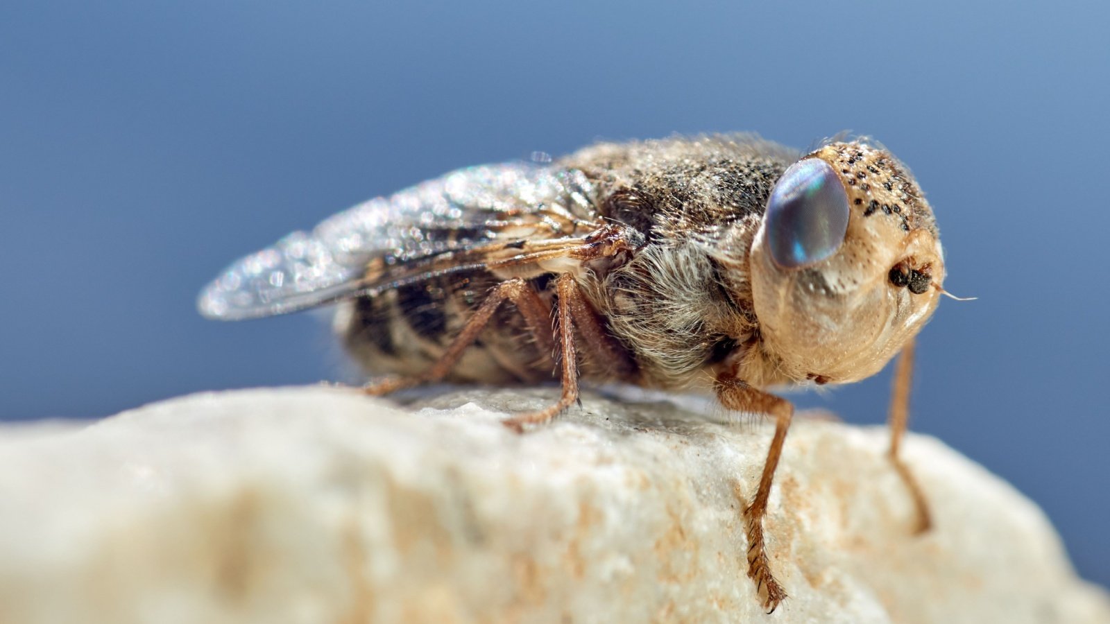 Sheep bot fly bot flies Macronatura es Shutterstock