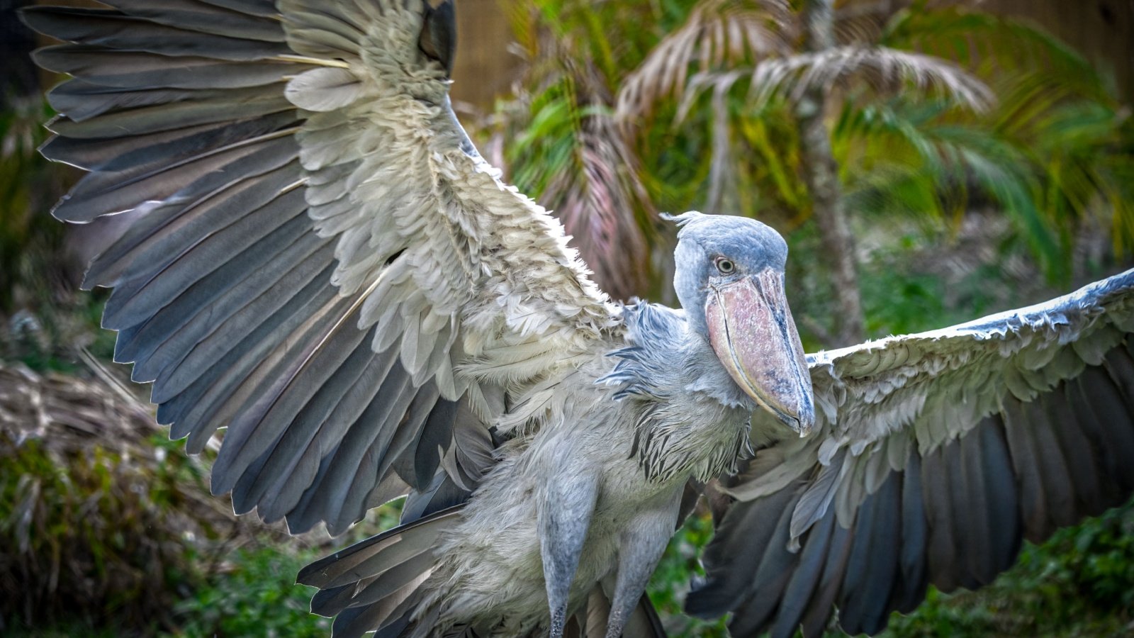 Male Travel Packing Suitcase Rolling Clothes Xavier Lorenzo Shutterstock Shoebill shoe billed stork Chase D'animulls Shutterstock