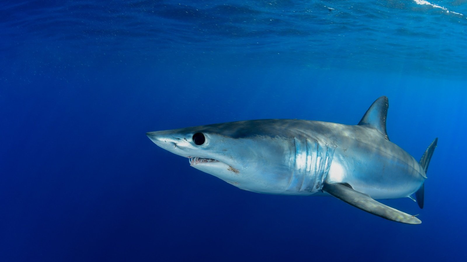 Shortfin Mako Shark Xavier ELIAS Photography Shutterstock