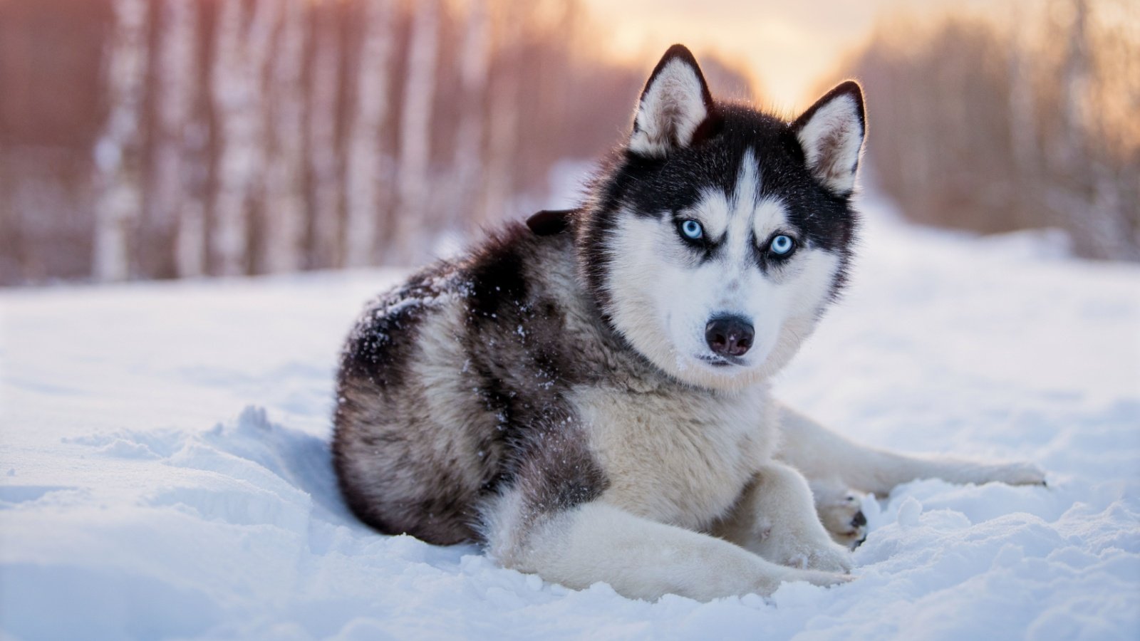 Siberian Husky Dog Winter Maria Moroz Shutterstock