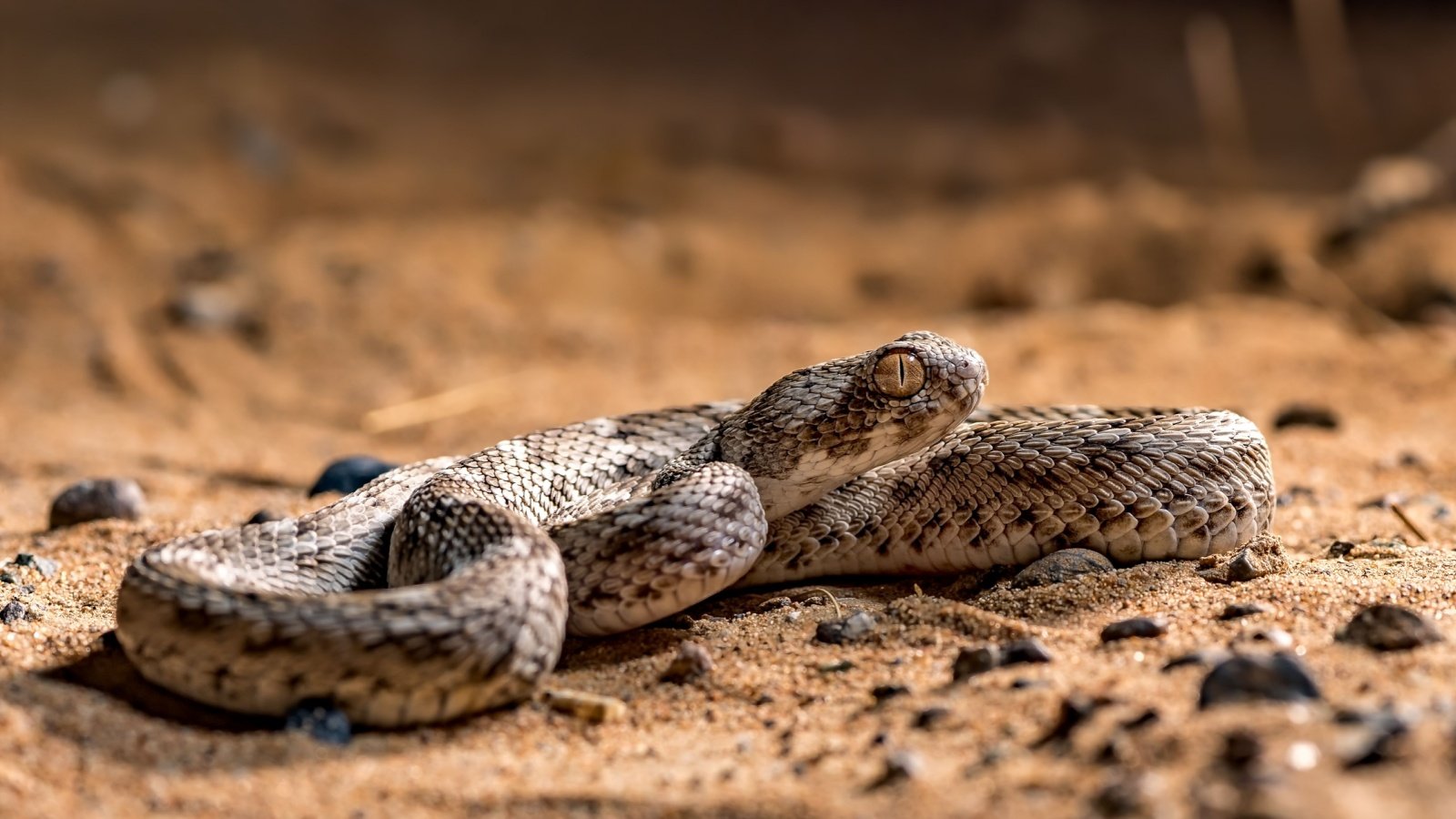 Sindh Saw scaled Viper Nimit Virdi Shutterstock