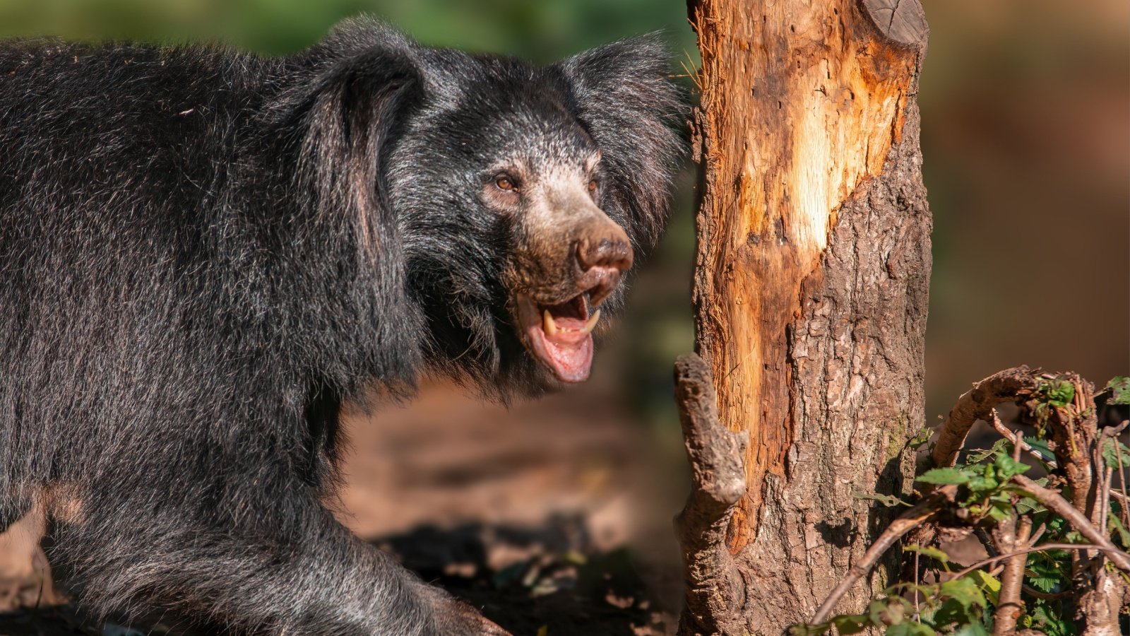 Sloth Bear Mario Plechaty Photograph Shutterstock Sloth Bear Mario Plechaty Photograph Shutterstock