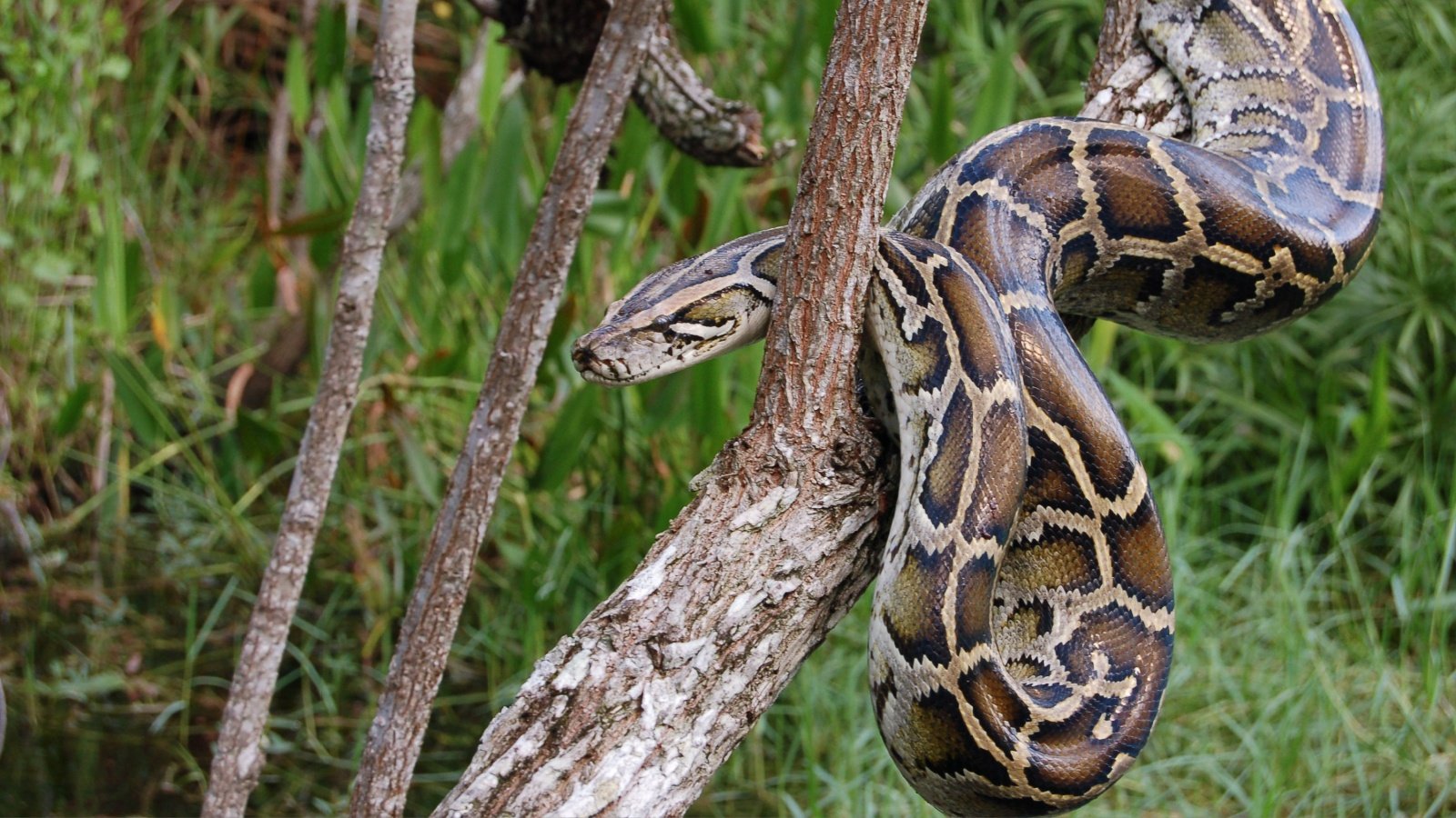 Snake Burmese Python in the Everglades Heiko Kiera Shutterstock