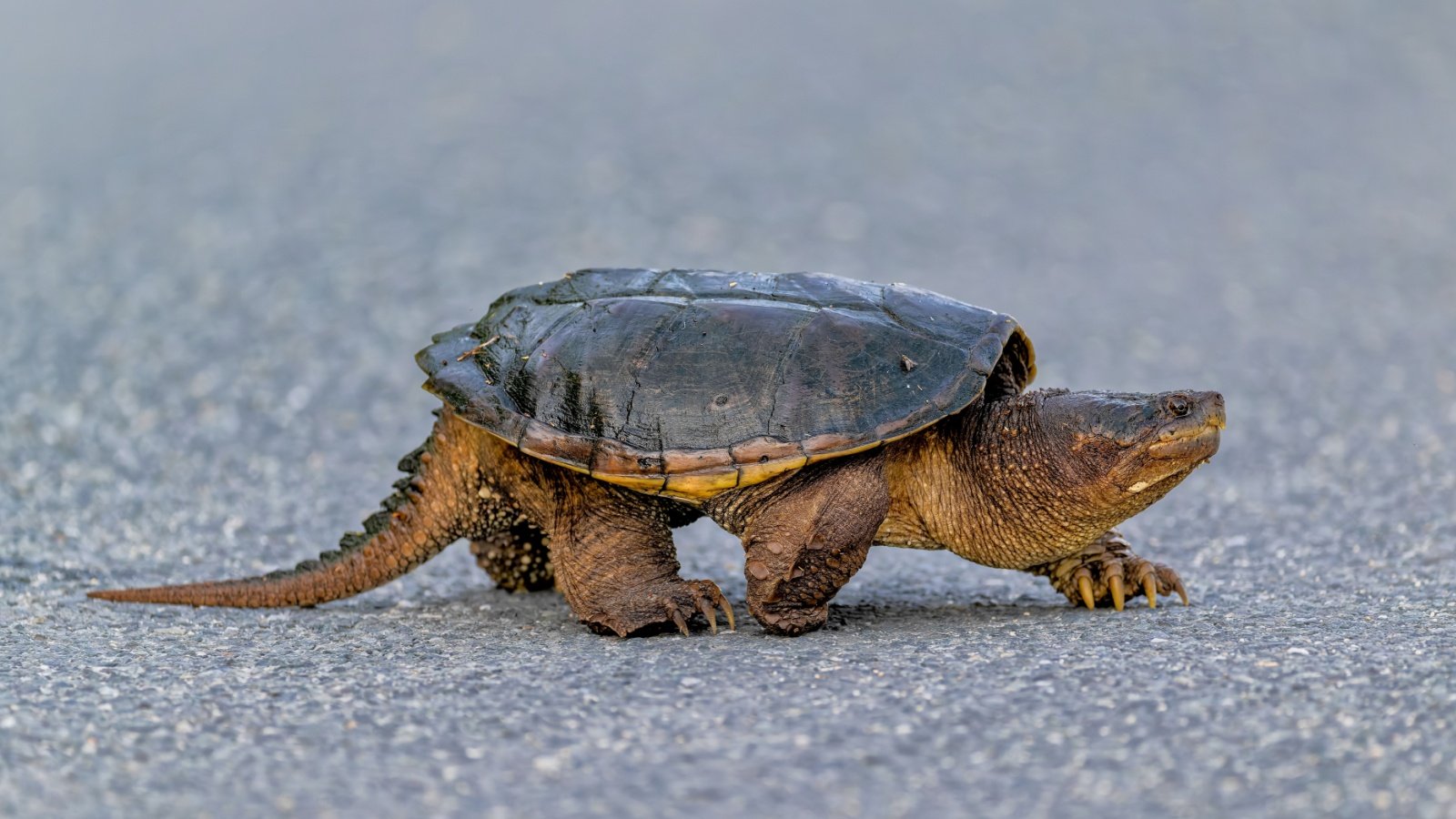 Snapping Turtle Buvana Bala Shutterstock