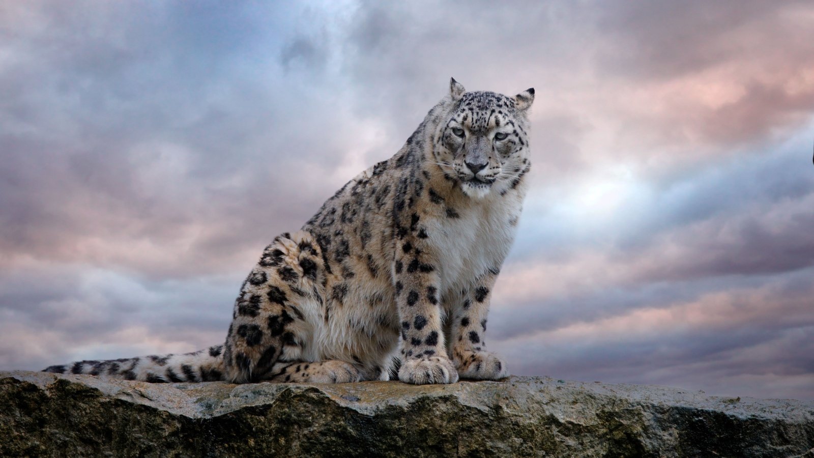 Snow Leopard Ondrej Prosicky Shutterstock