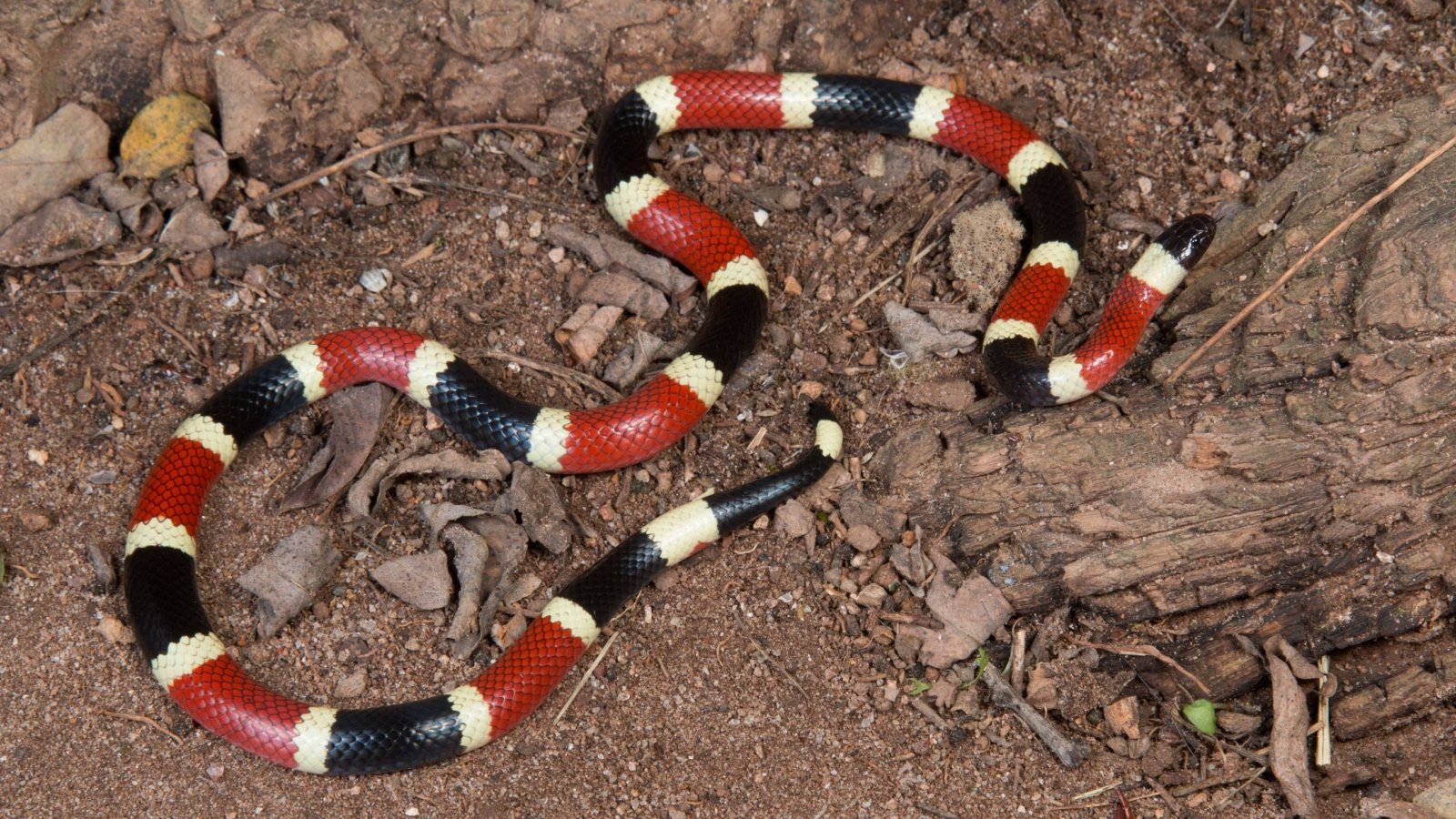 Sonoran Coral Snake in Mexico Nathan A Shepard Shutterstock Sonoran Coral Snake in Mexico Nathan A Shepard Shutterstock