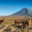 South America Travel Vaccines: Protect Yourself Against Diseases