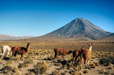 South America Travel Vaccines: Protect Yourself Against Diseases