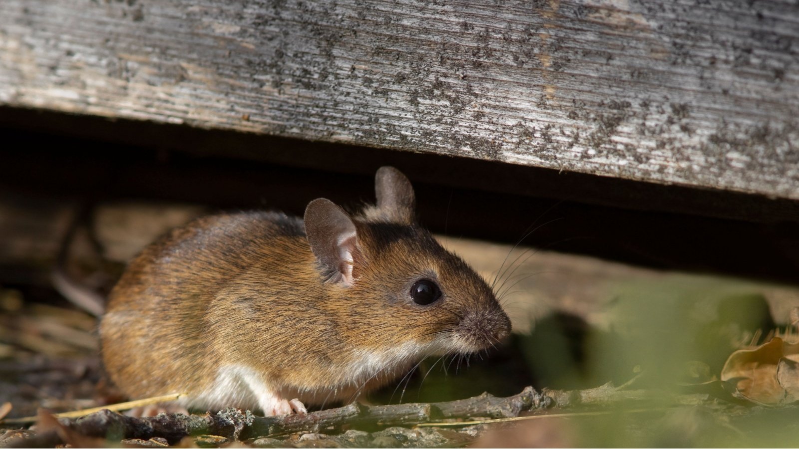 South China field mouse yellow necked field mouse wood Justas in the wilderness Shutterstock