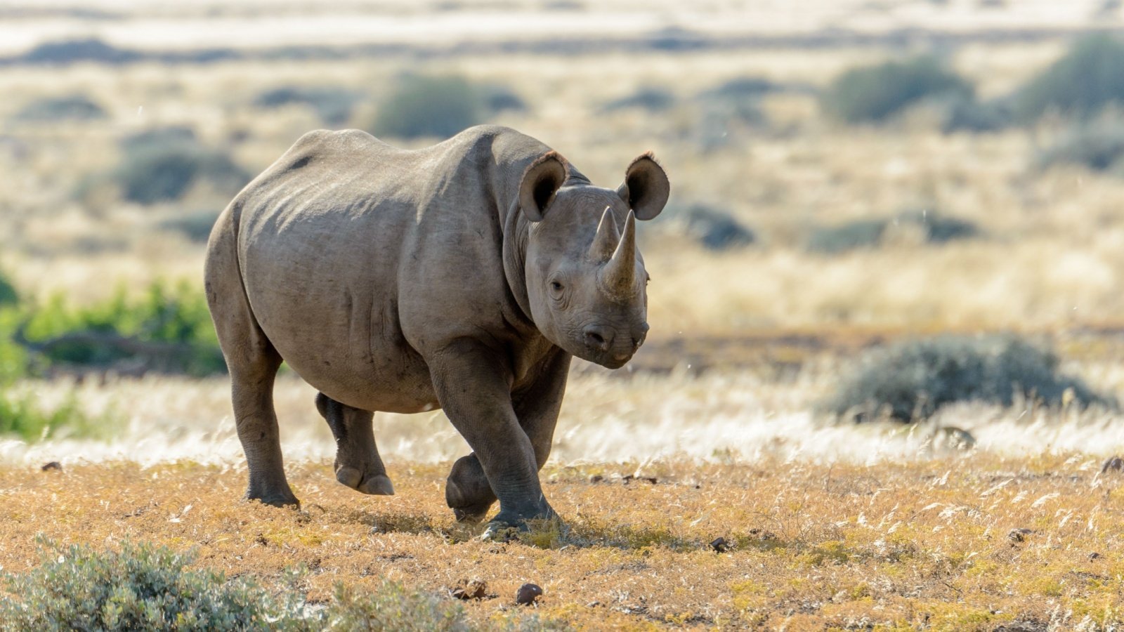 South Western Black Rhinoceros Roger de la Harpe Shutterstock