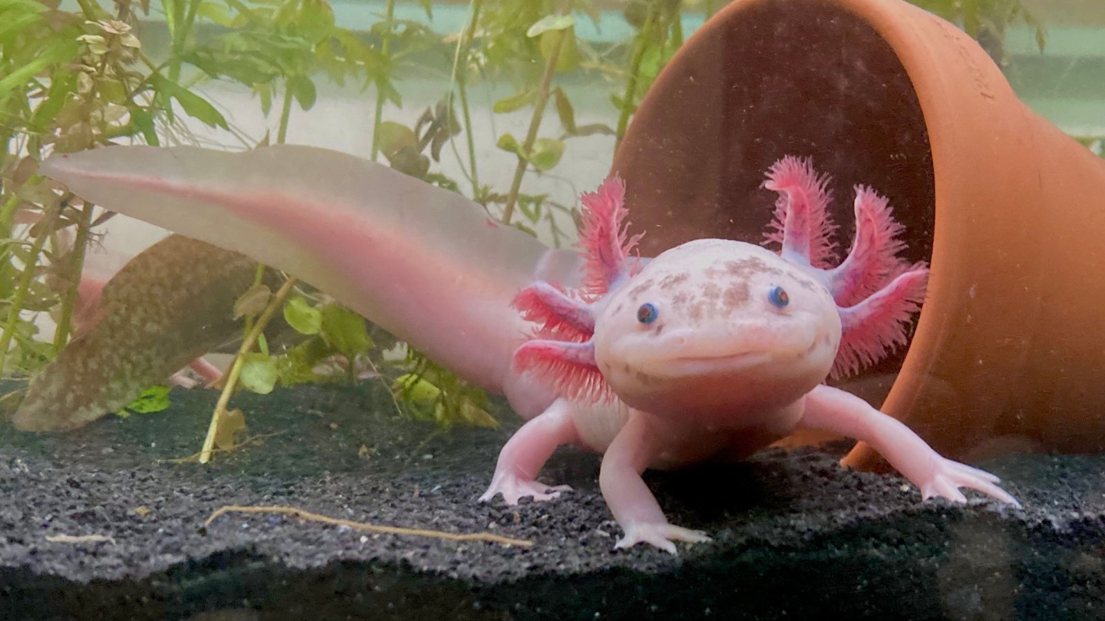 Speckled Leucistic Axolotls axolotlowner Shutterstock