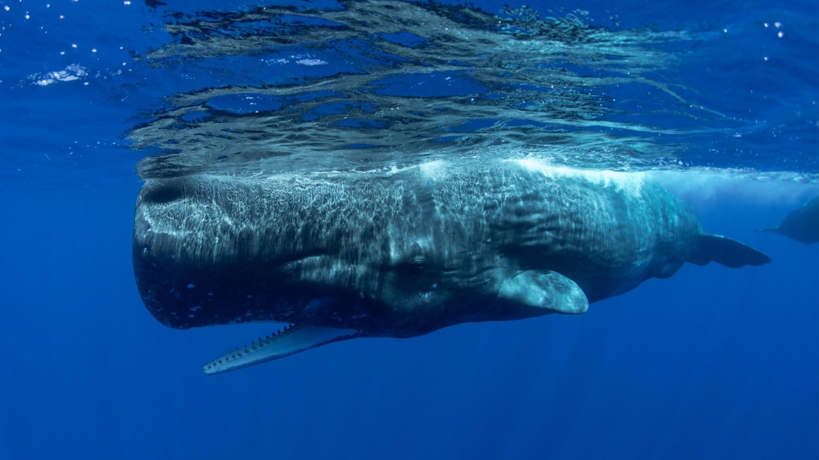 Sperm Whale ohrim Shutterstock