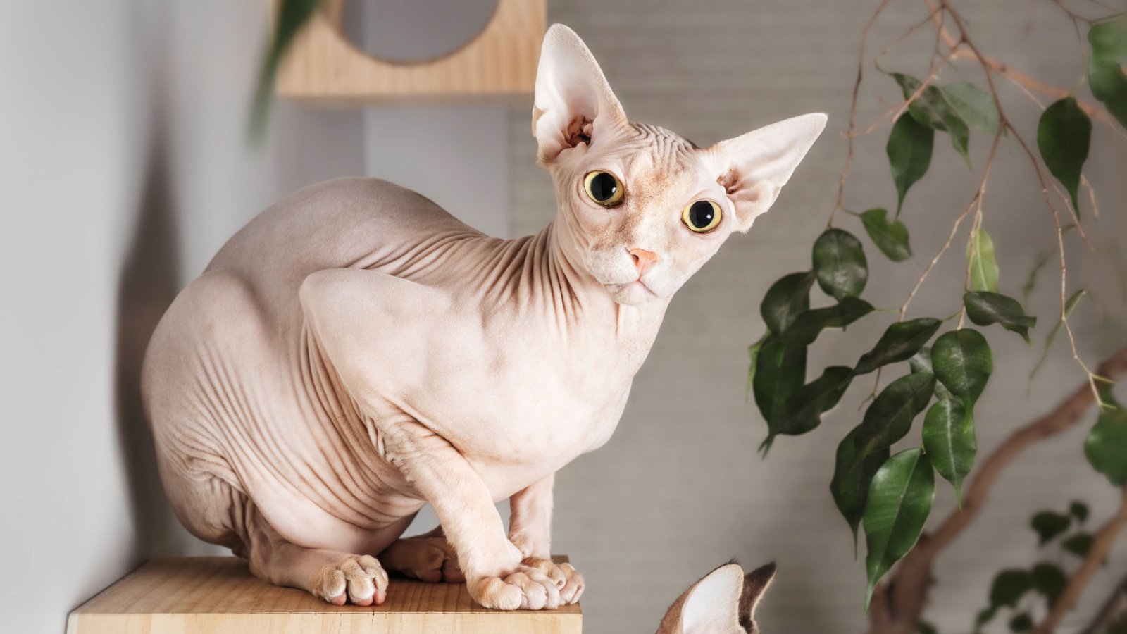 Sphynx Cat sophiecat Shutterstock Sphynx Cat sophiecat Shutterstock