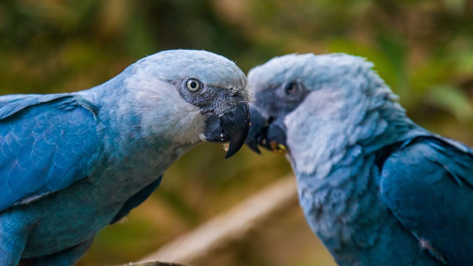 Spix's macaw bird Danny Ye Shutterstock