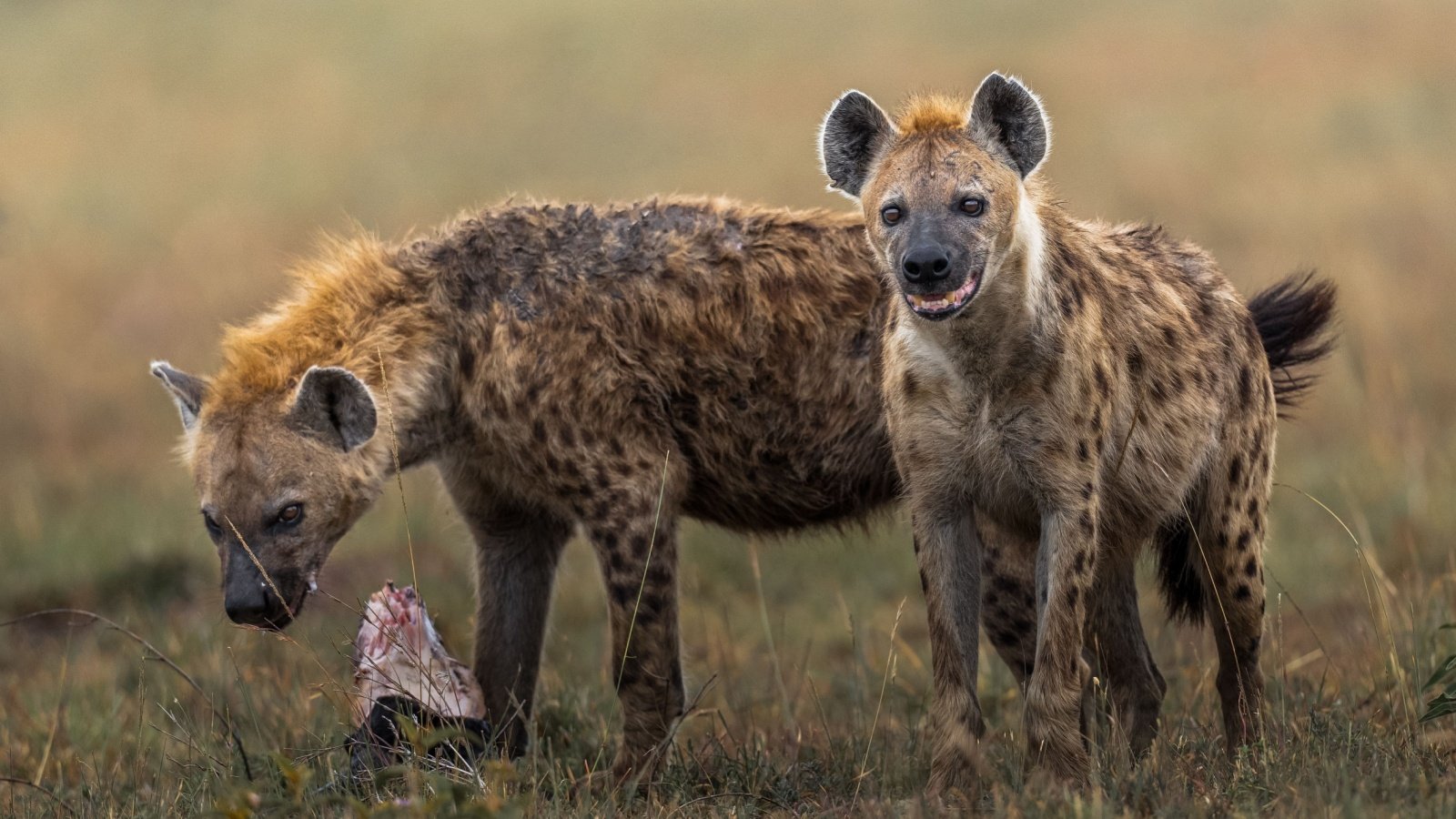 Spotted Hyena animals predators Ahmed Abubasel Shutterstock