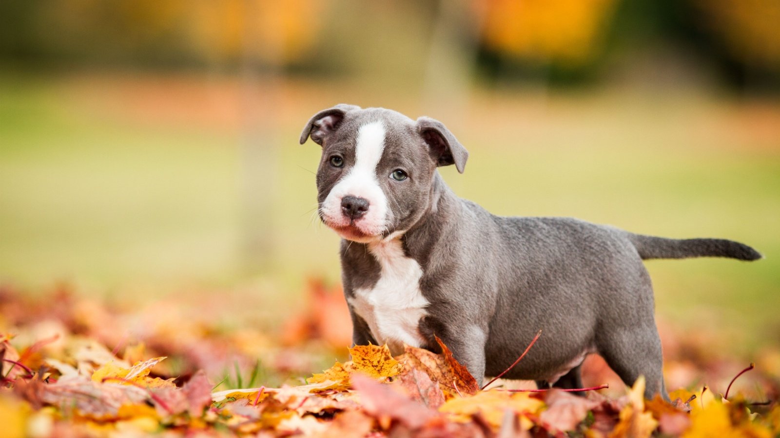 Staffordshire bull terrier dog Aneta Jungerova Shutterstock