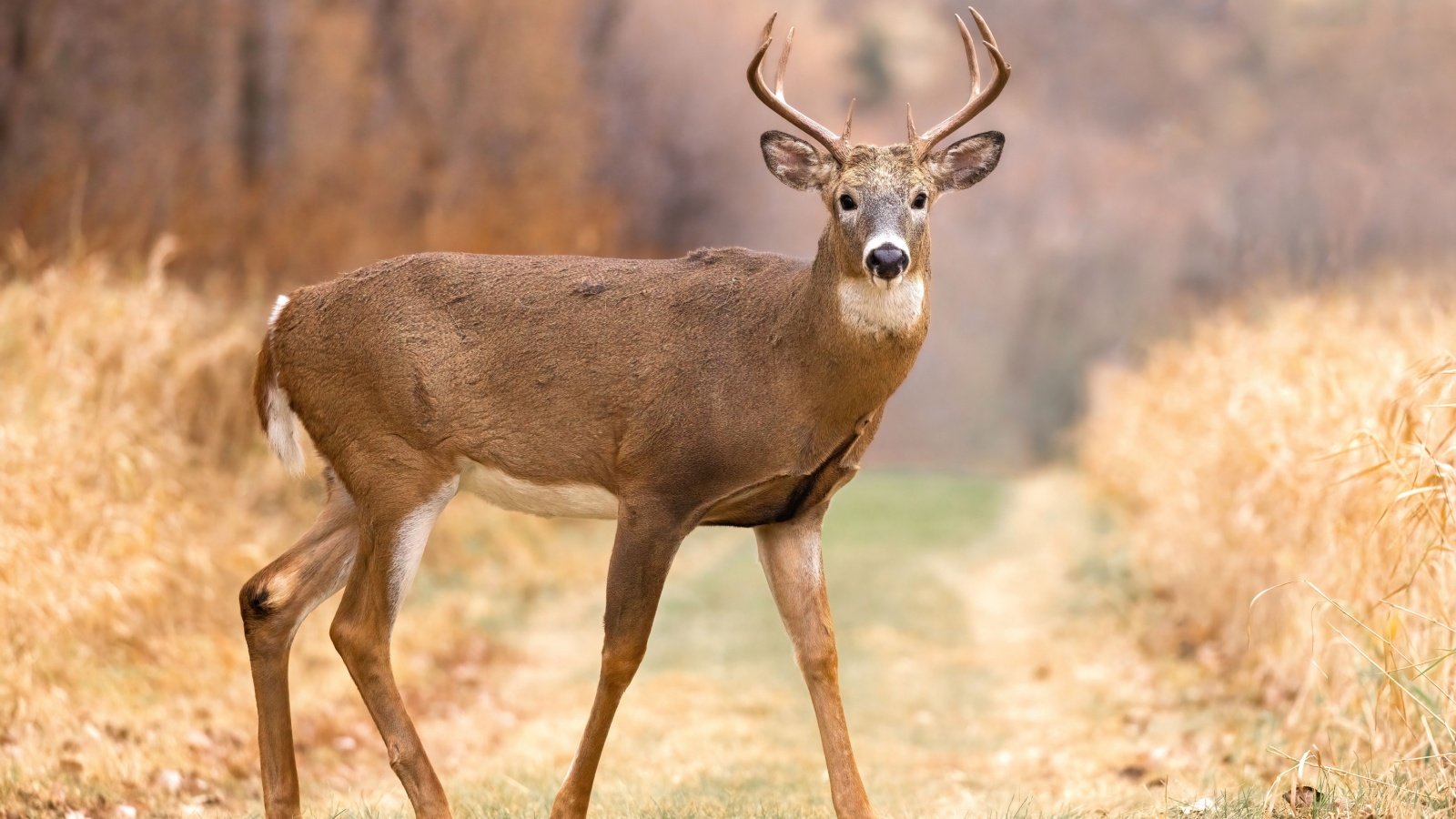 Stag Large Whitetail Deer Travis Potter Shutterstock