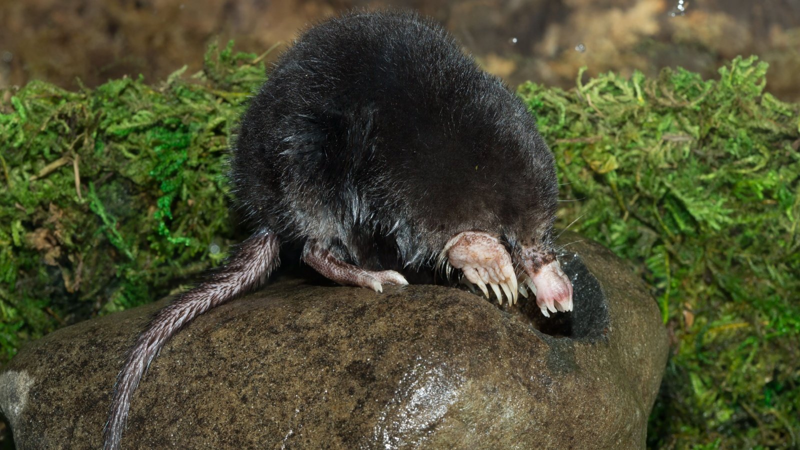 Star nosed mole Agnieszka Bacal Shutterstock Star nosed mole Agnieszka Bacal Shutterstock