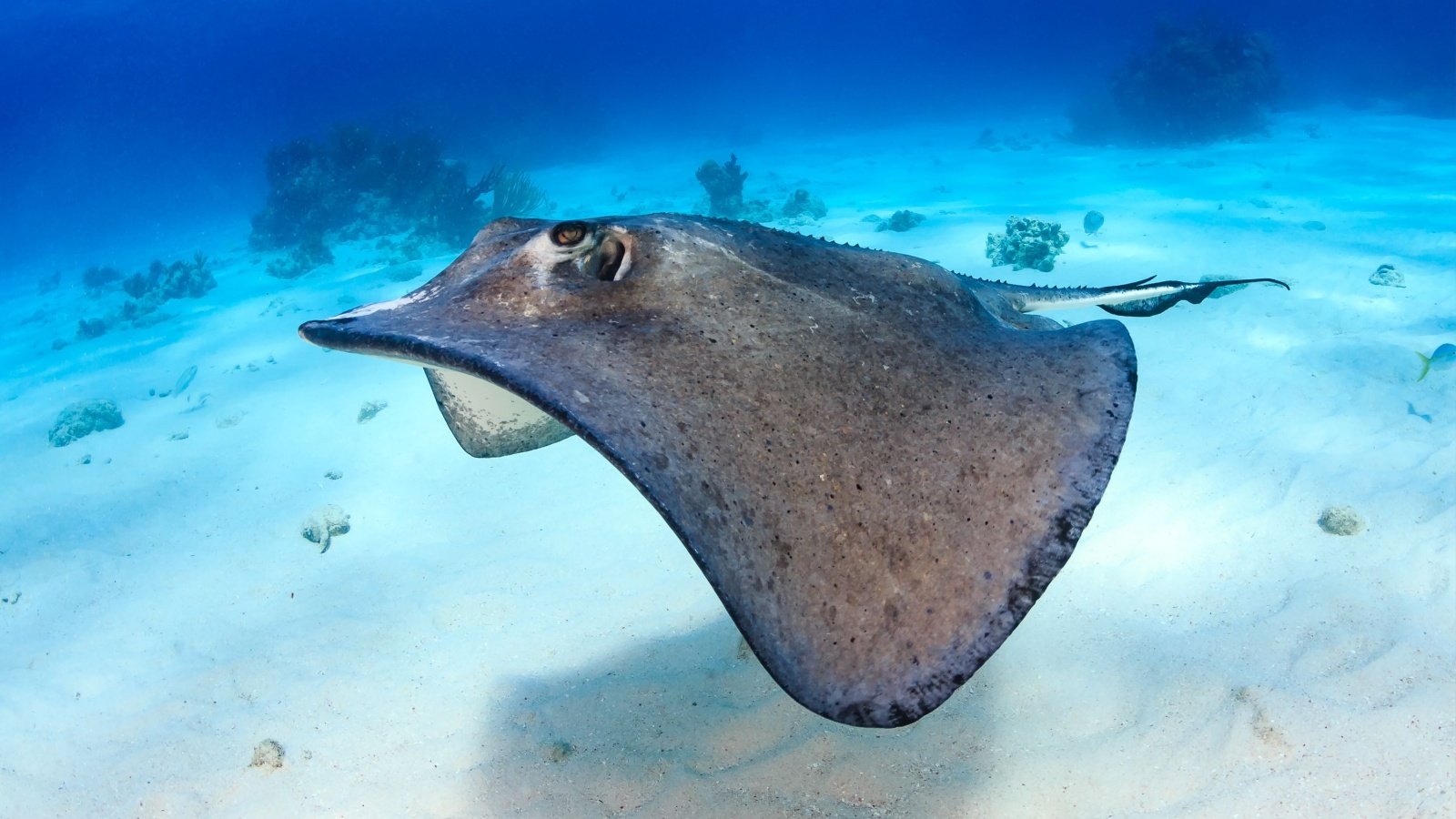 Stingray Ocean Richard Whitcombe Shutterstock