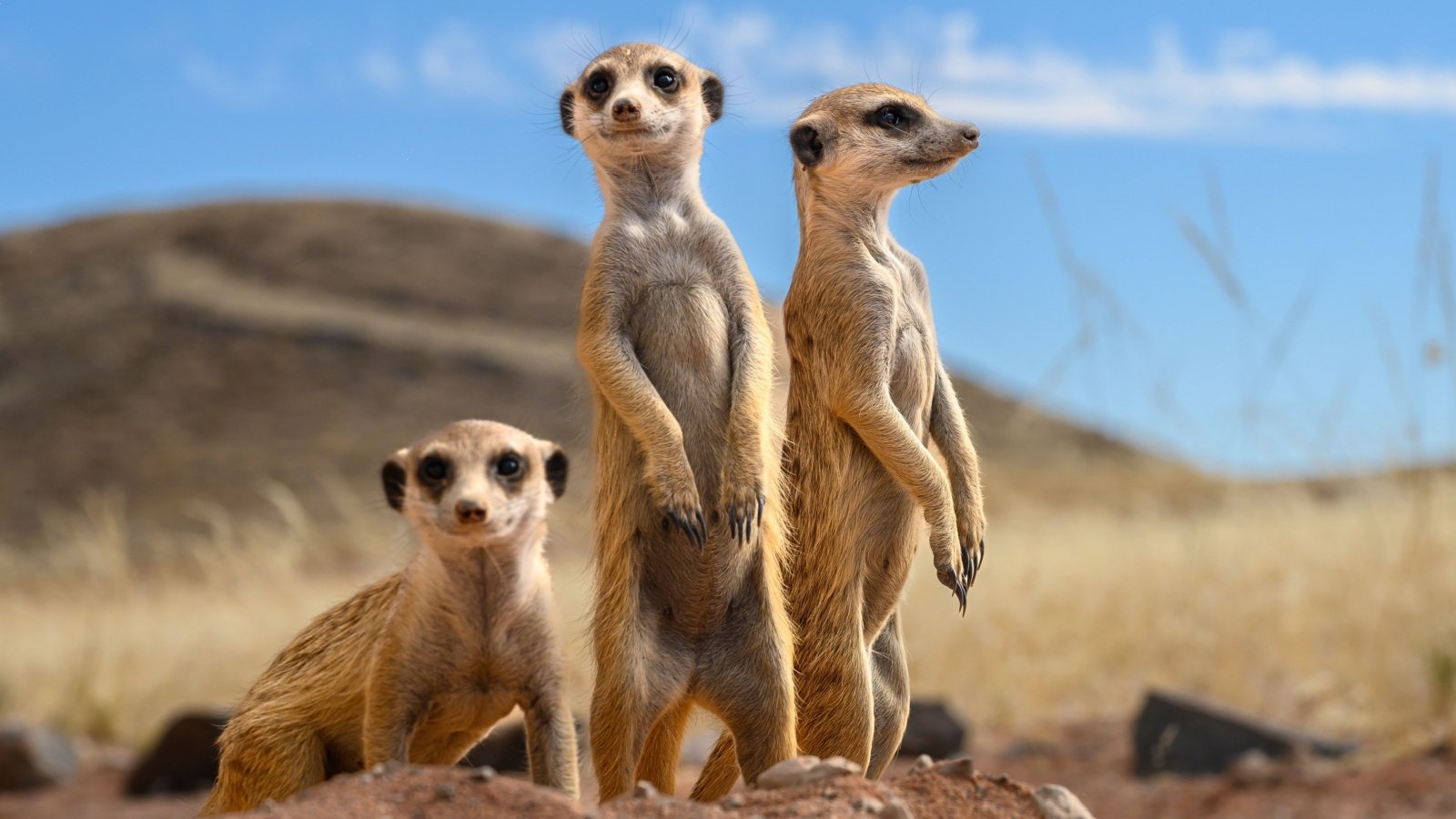 Stokstaartje (meerkat) in Namibia Ward Poppe Shutterstock Stokstaartje (meerkat) in Namibia Ward Poppe Shutterstock