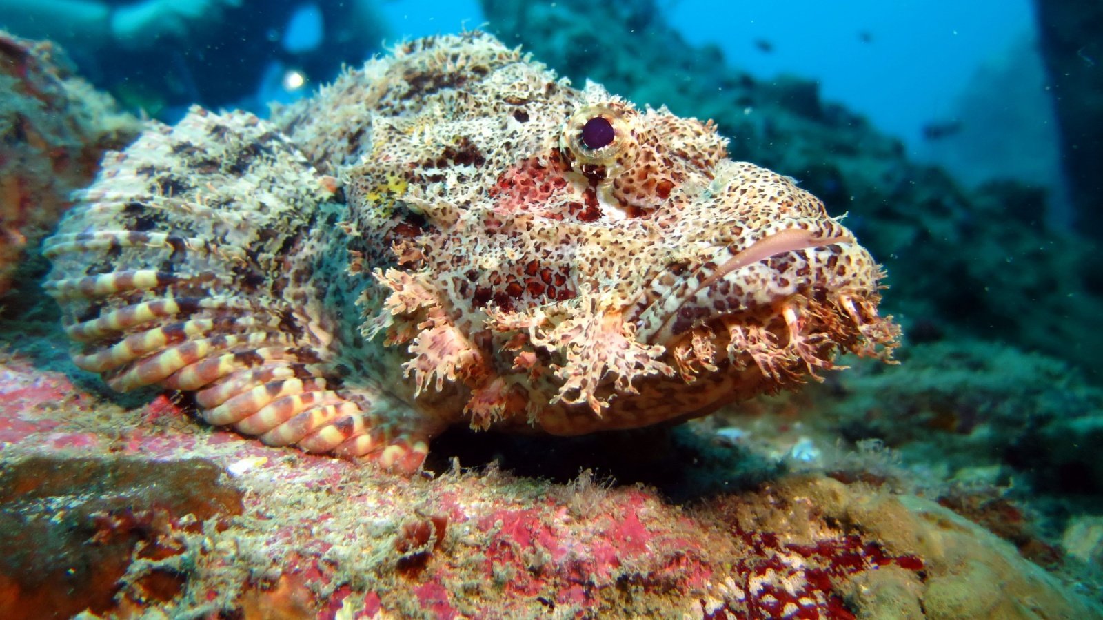 Stonefish in the ocean DiveSpin.Com Shutterstock