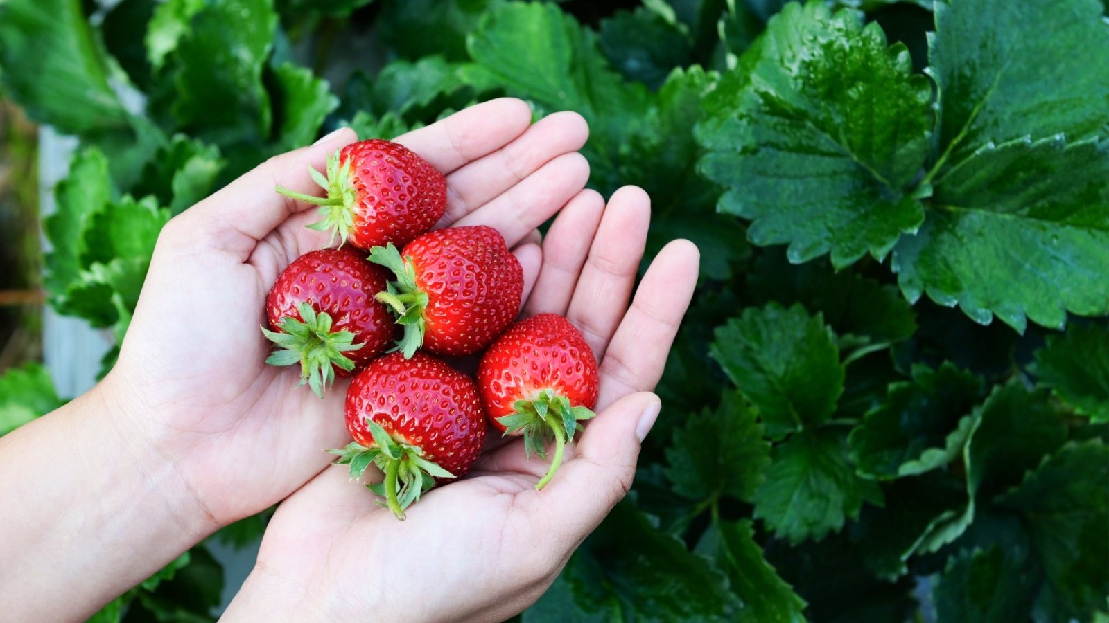 Strawberry Garden Plant Berries Bigc Studio Shutterstock