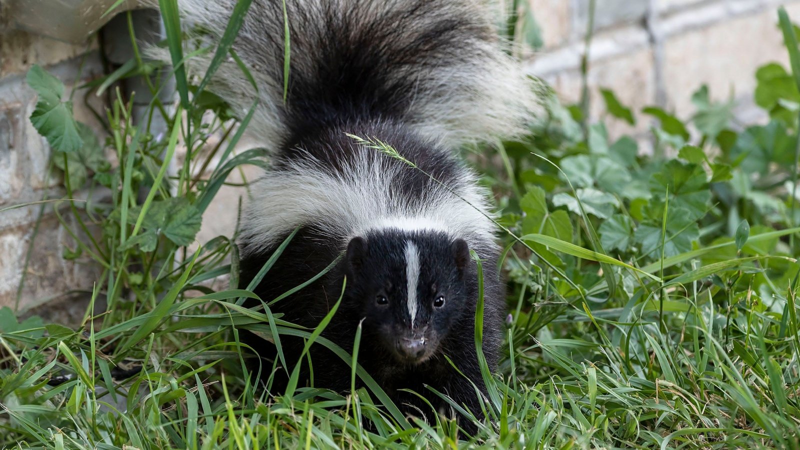 Striped skunk Karel Bock Shutterstock Striped skunk Karel Bock Shutterstock
