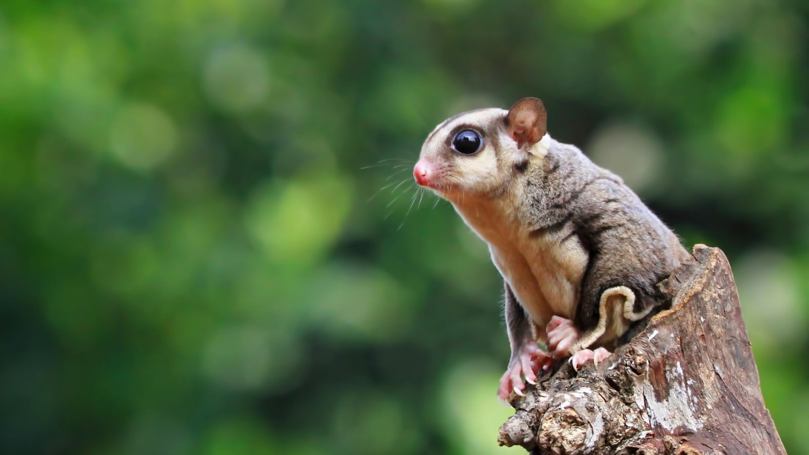 Sugar glider marsupial Kurit afshen Shutterstock Sugar glider marsupial Kurit afshen Shutterstock