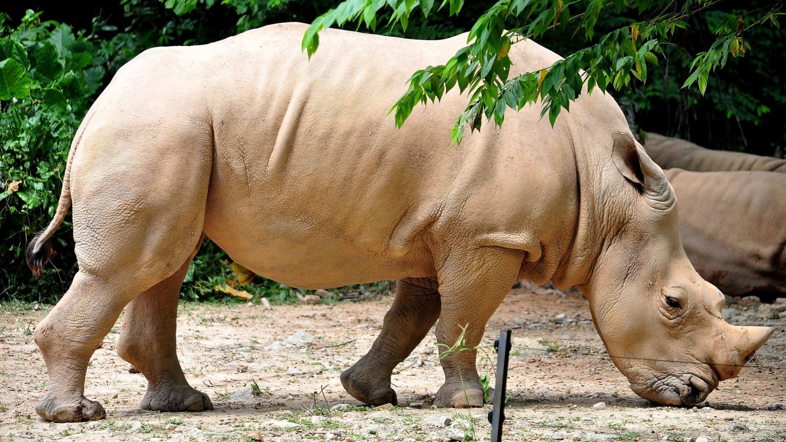 Sumatran rhino found in Malaysia KF photo Shutterstock