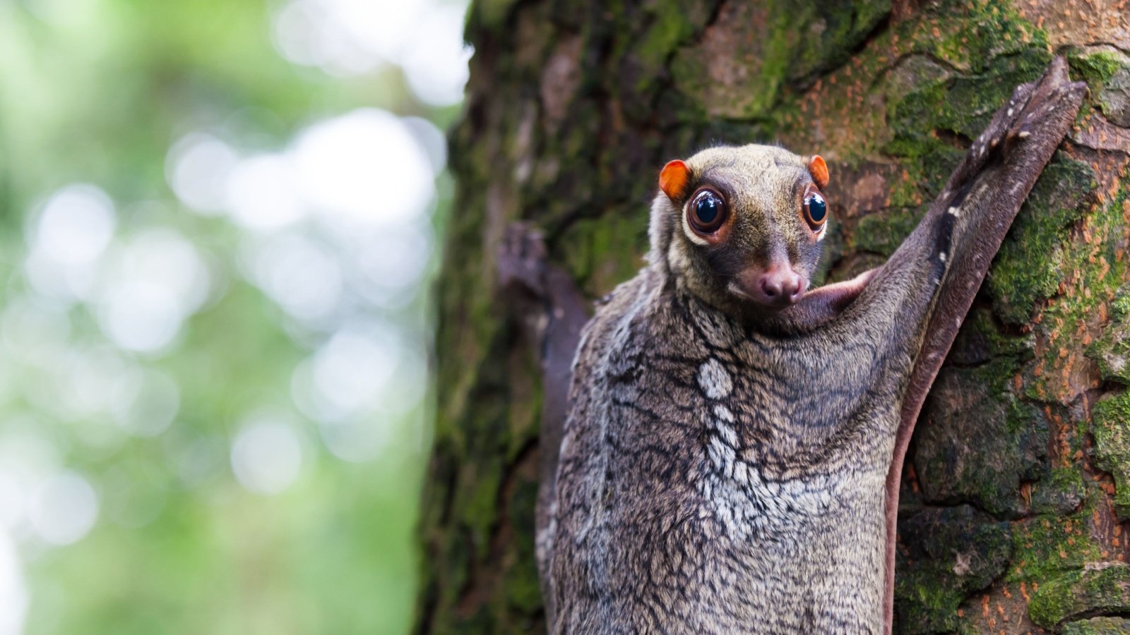Sunda Colugo Joshua Davenport Shutterstock Sunda Colugo Joshua Davenport Shutterstock