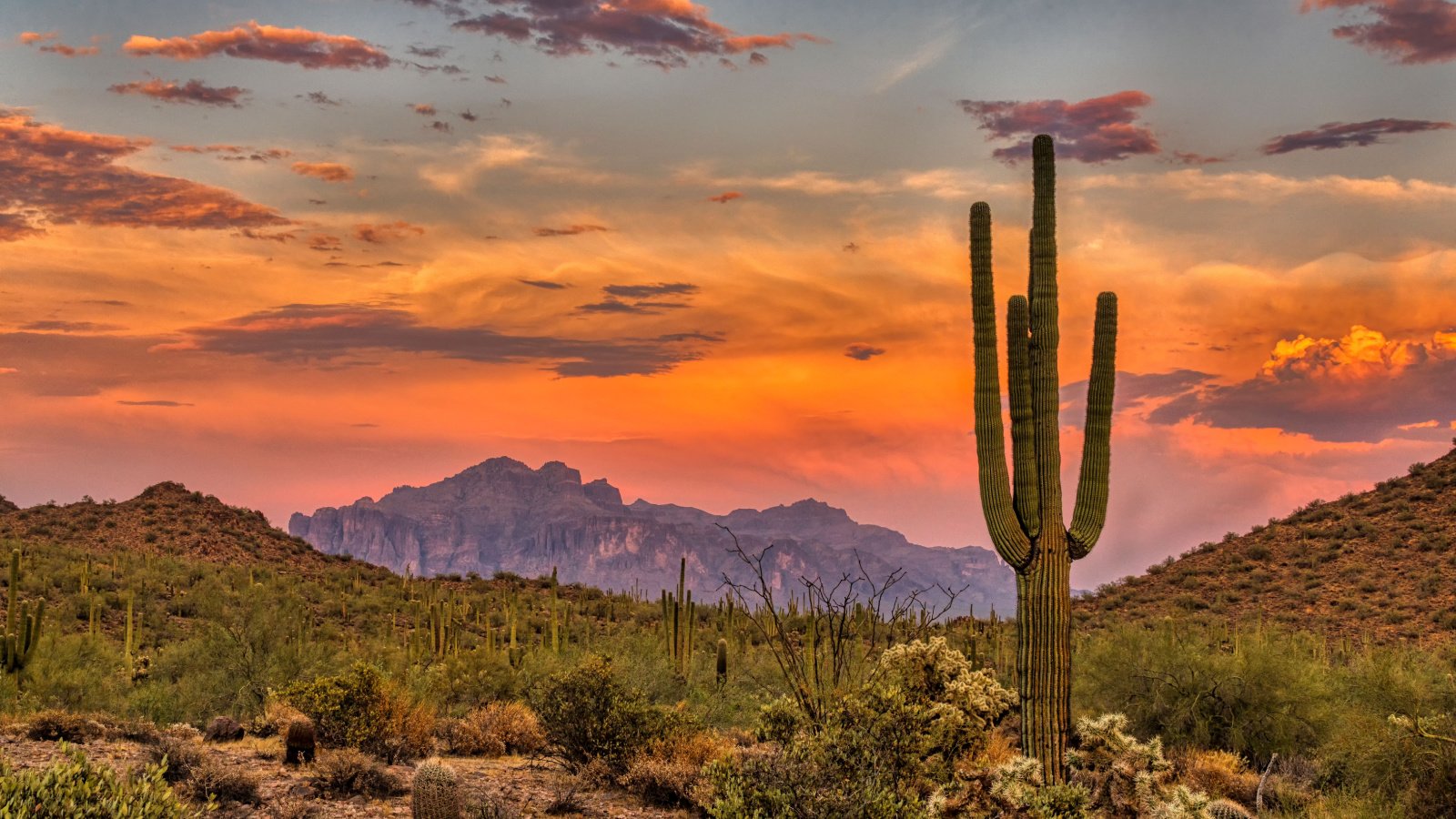 Sunset in the Sonoran Desert near Phoenix, Arizona Brent Coulter Shutterstock