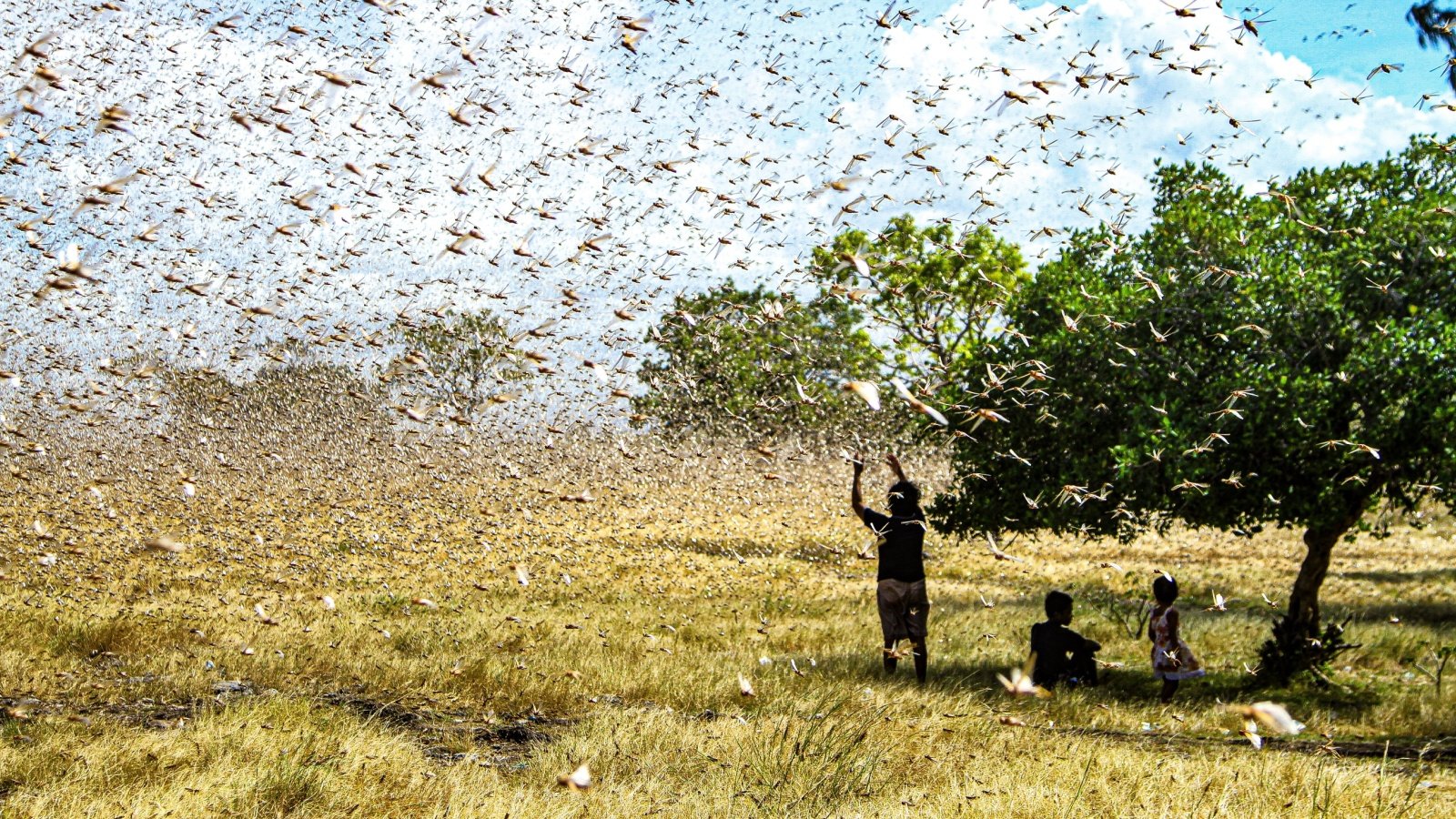 Swarm of locusts bugs insects Heinrich Dengi Shutterstock