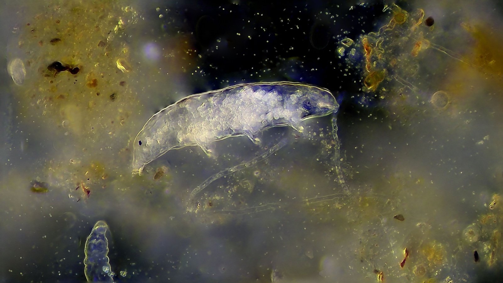 Tardigrade (water bear) Videologia Shutterstock Tardigrade (water bear) Videologia Shutterstock